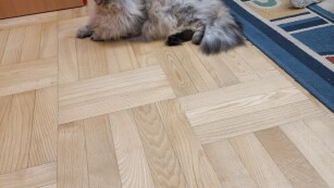 kot na podłodze